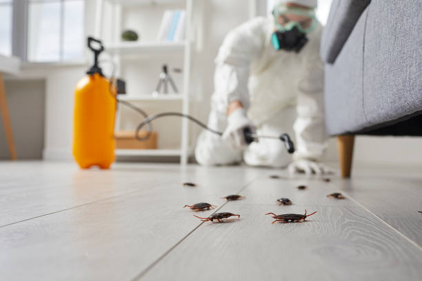 Post-Treatment Bed Bug Interceptor Monitoring in Caledonia